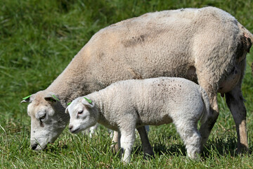 Obraz premium Mother sheep with a lamb in the spring