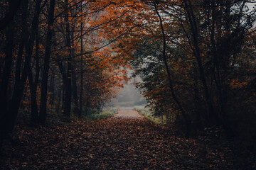 misty morning in the forest in autumn