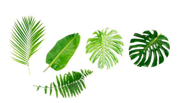 tropical leaves isolated, png file
