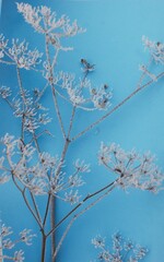 frost on a plant branch on a blue background