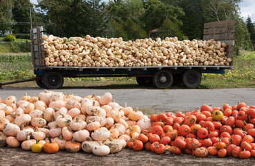 Gourds stacked outdoors at farmer's market.