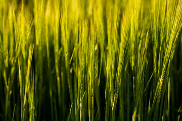 Obraz premium Green barley ear growing in agricultural field, rural landscape. Green unripe cereals. The concept of agriculture, healthy eating, organic food.