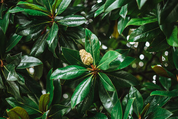 Seed and fruit of a magnolia tree with green leaves background