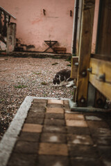 Fototapeta na wymiar Cat with white and grey fur facing down while strolling around outdoors