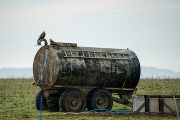 Obraz premium close-up of a pair of wild red kites (Milvus milvus) perched on a water storage transport container