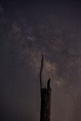 Saguaro silhouetted by the milky way galaxy