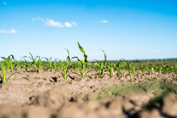 Close up young sprouts of corn maize on a cornfield. Agriculture, agricultural field. Growing sweet...