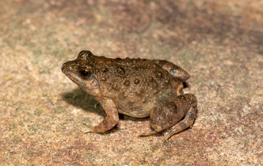 Snoring Puddle Frog (Phrynobatrachus natalensis)