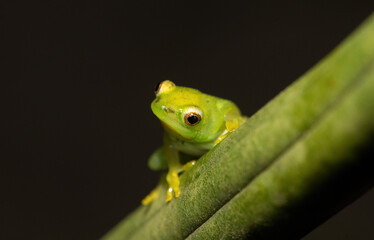 Water Lily Reed Frog (Hyperolius pusillus)