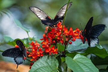 Fototapeta premium admiral butterfly