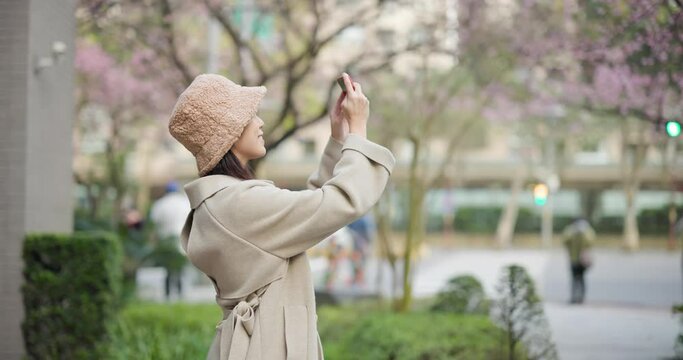 Woman take photo on cellphone of sakura flower