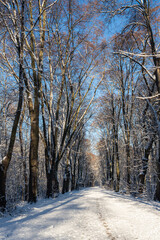 Fototapeta premium Słoneczny zimowy poranek w ośnieżonym dzikim parku Młociny na Mazowszu