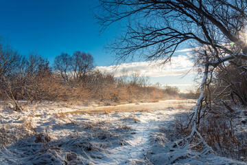 Słoneczny zimowy poranek w ośnieżonym dzikim parku Młociny na Mazowszu