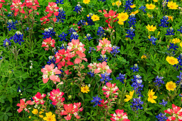 Texas field of wildflowers, mixed colors.
