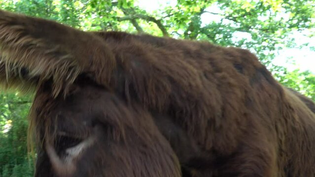 The Poitou donkey also called the Poitevin donkey, is a breed of donkey originating in the Poitou region of France..
