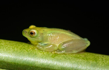 Water Lily Reed Frog (Hyperolius pusillus)