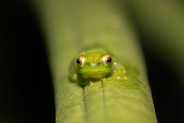 Water Lily Reed Frog (Hyperolius pusillus)