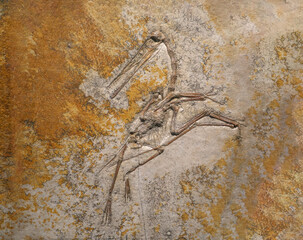 fossil of ancient bird in the rock