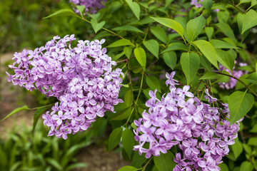 natural summer background. lilac in garden
