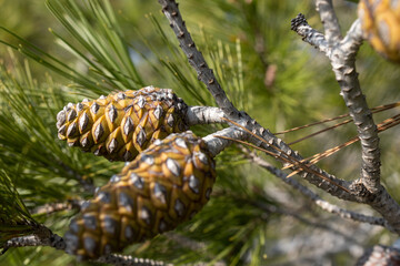 Pine branches with young cones against the blue sky