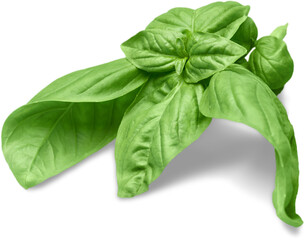 Fresh basil