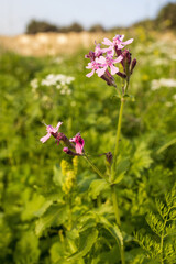 Silene armeria is wild plant. Plant blooming in summer. Square frame