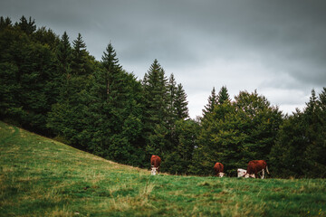 Fototapeta na wymiar Cows enjoying the grass in the Alps