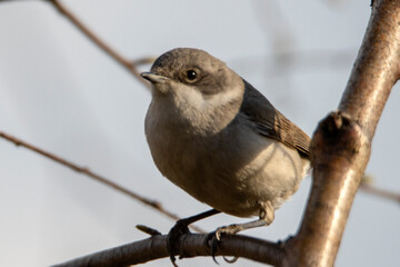 Lesser Whitethroat, Sylvia curruca, piegża
