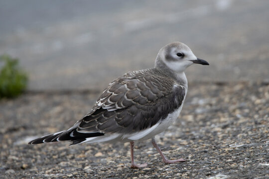 Sabine&rsquo;s Gull in inland, Xema sabini, mewa obrożna