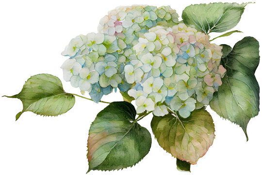 Bouquet of hydrangea on a white background, watercolor drawing. Generative AI.