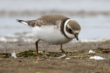 Sieweczka obrożna, Charadrius hiaticula,  Common Ringed Plover
