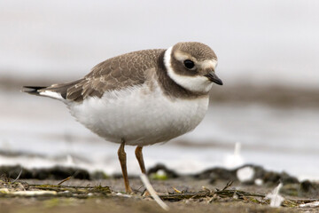 Sieweczka obrożna, Charadrius hiaticula,  Common Ringed Plover