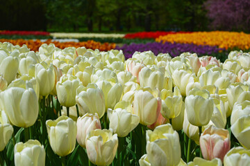 białe Tulipany - wiosna - spring (tulipa) - obrazy, fototapety, plakaty