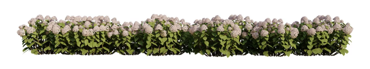 Tuinposter line hydrangea flowers isolated on transparent  background PNG's.  © Monika