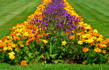 zatrwian wrębny i aksamitka rozpierzchła (Tagetes patula, Limonium sinuatum), fioletowe i pomarańczowe kwiaty na trawniku, purple and orange flowers  © kateej