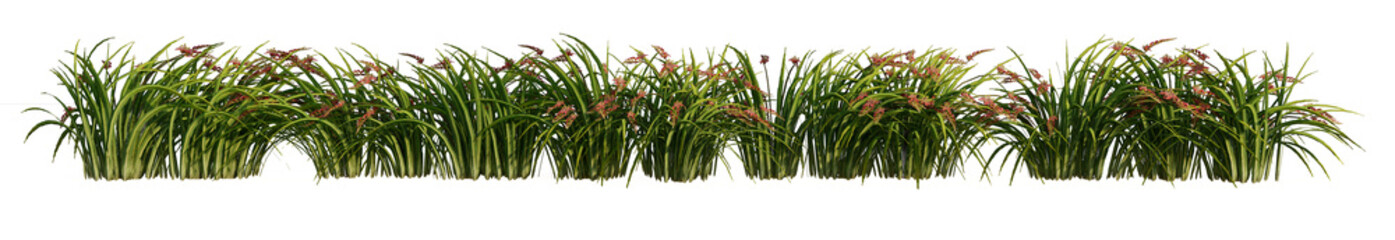 line lily flowers isolated on transparent background PNG's.