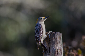 Golden-fronted woodpecker on dead stump.