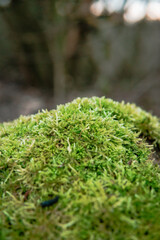 Moss