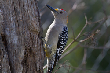 Golden-fronted Woodpecker on dead tree.