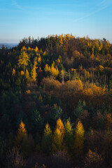 Fototapeta premium Forrest