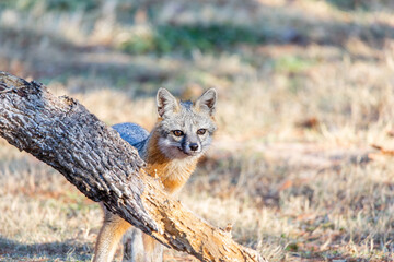 Young gray fox in back yard being curious.