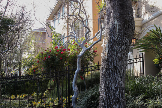 Crepe Myrtle decorative tree in yard.