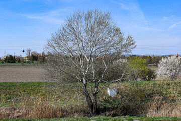Leafless white poplar on a stream bank in winter