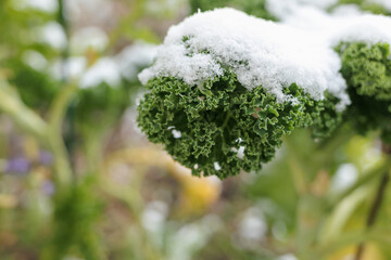 kale under snow