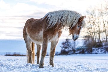 Portrait of a pretty haflinger horse gelding having fun in the snow at the evening outdoors in winter - obrazy, fototapety, plakaty