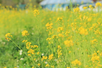 Obraz premium 봄풍경 - 유채꽃