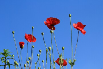 Fototapeta premium 파란하늘과 꽃양귀비