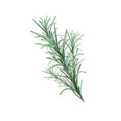 Rosemary, hand drawing, spice seasoning branch. Illustration for package design.