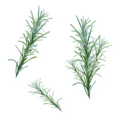 Rosemary, hand drawing, spice seasoning branch. Illustration for package design.