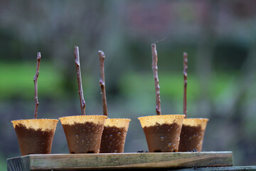 wood cuttings of witch hazel in growing pot from hemp fiber (plastic free environment)